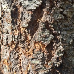 tree bark closeup