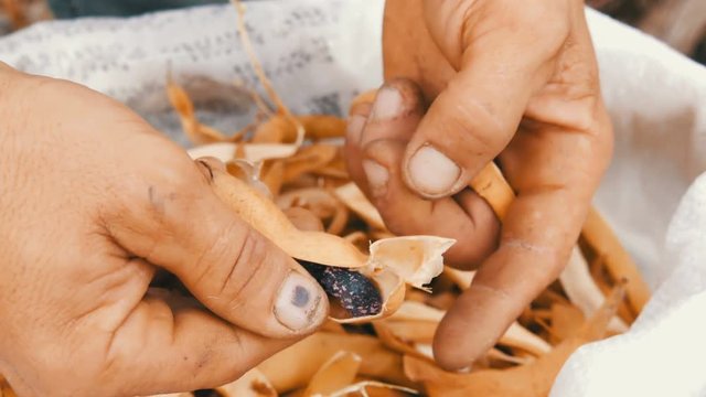 Man hands shelling beans unusual purple colour and pull it over a bag full of dry ripe beans close up view