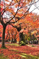Naklejka premium Autumn leaves of Tofuku-ji Temple in Higashiyama Ward, Kyoto,Japan.