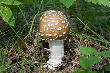 Fungus Amanita.