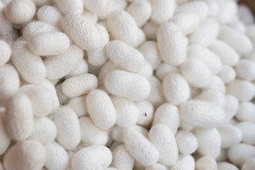 Closeup white cocoon details the nature of the cocoon shell