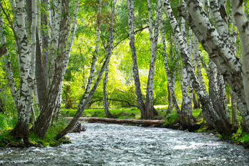 Bright forest with birches and small rapid river. Altai, Russia