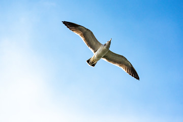 Seagulls are flying with blue sky in Korea.