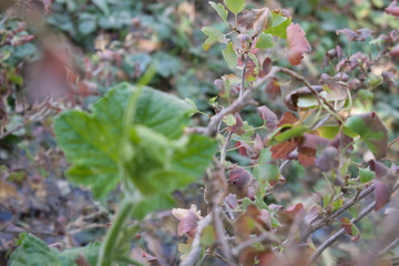 young sprout small bright green color for design background