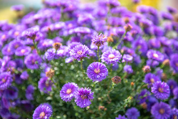 Beautiful purple flowers