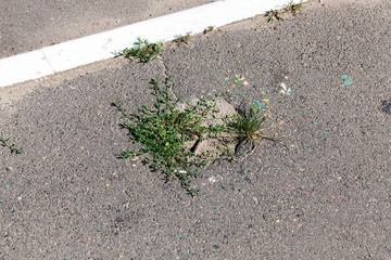 grass to germinate asphalt