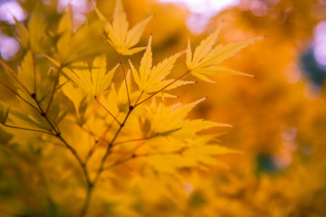 Maple Leaves