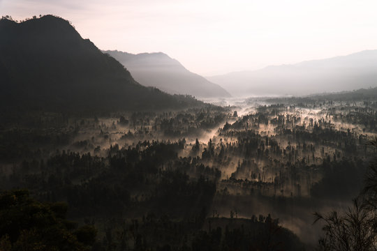 Sunrise shining through a foggy forest