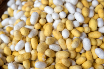 Closeup cocoon prepare for making silk