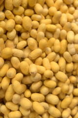 Closeup yellow cocoon prepare for making silk