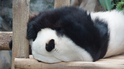 cheerful panda