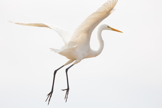 Great egret flying in sky
