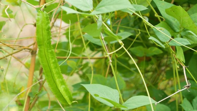 Winged bean or Psophocarpus tetragonolobus (L.) DC. Beans can promote decomposition of anthracene and fluorine in rizosphere.