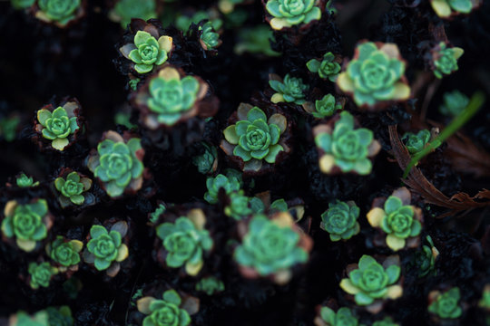Green & Black Nature Background