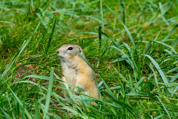 Naklejka na ściany i meble gray gopher in the grass on his hind legs