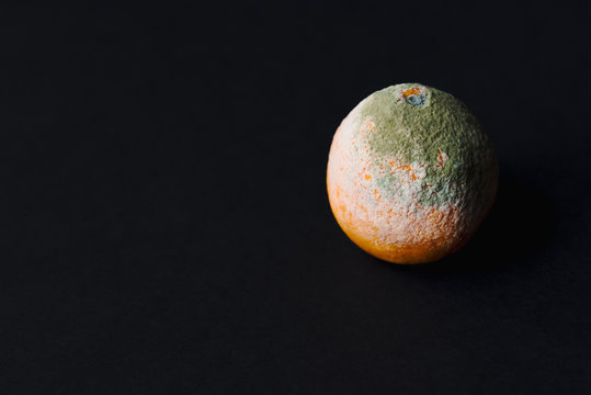 Still Life Of A Moldy Orange