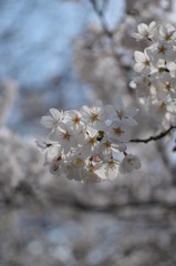 Fototapeta premium cherry tree blossom