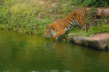 Fototapeta na wymiar Bengal Tiger walking in to water in the zoo.