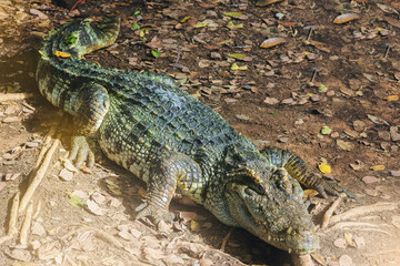 Freshwater crocodile, Siamese crocodile, Crocodile Resting at Crocodile Farm.