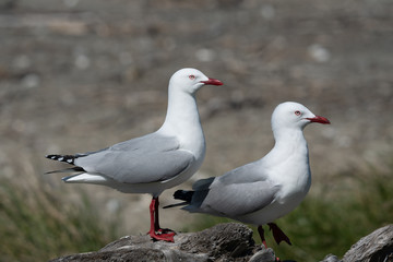 Silver Seagulls on a rock 1