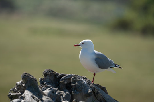 Silver Seagull on a rock 