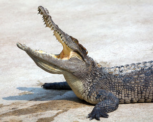 The crocodile is opening its mouth.