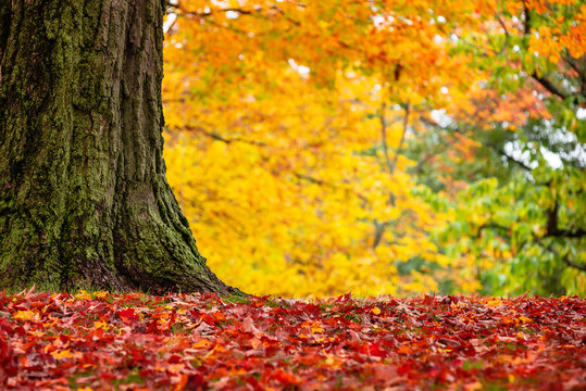 Closeup of colorful autumn trees at a park in New England. Fallen maple tree leaves forming a beautiful red carpet.