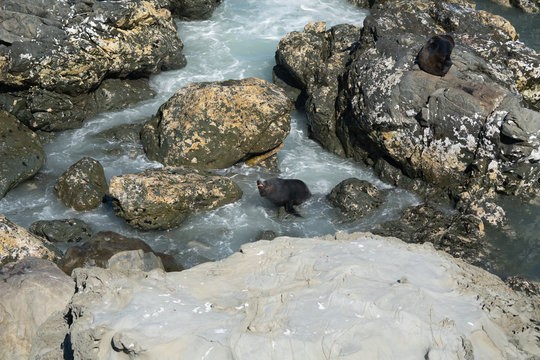 Ohau Point New Zealand Fur Seal 23