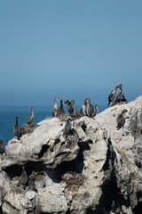 Spotted shags on a rock in New Zealand 5