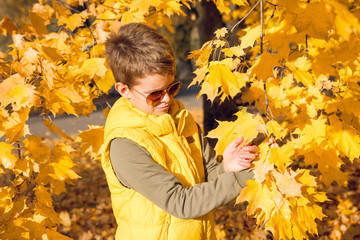 Child 6-10 years old surrounded by yellow foliage in autumn, touching yellow maple leaves