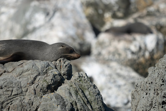 New Zealand fur seal resting on rocks