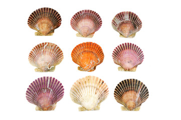 colorful shells isolated on the white background