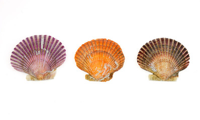 colorful shells isolated on the white background