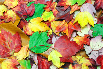 Naklejka na ściany i meble colorful dry autumn maple leaves as nature background