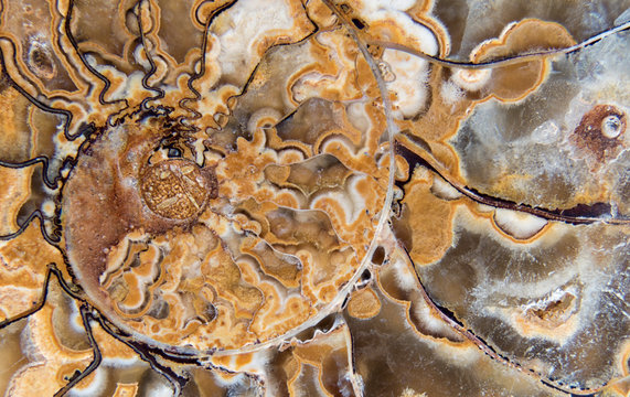 Fossil ammonite (Phylioceratida sp. or Ptychophylloceras sp.) from the Late Jurassic (~160 million years ago) from Madagascar.