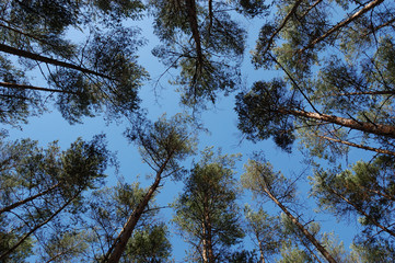 Korony drzew na tle niebieskiego nieba.