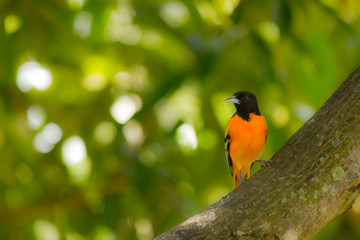 Pájaro Naranja