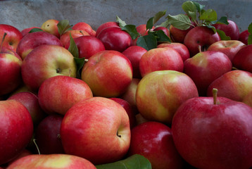 harvest of red apples