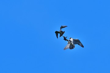 力を合わせて子育てするハヤブサのカップル