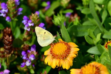 満開の黄色の花に止まって食事するモンキチョウ