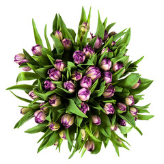 Fresh, lush bouquet of purple violet tulips isolated on white
