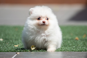 pomerania crema claro hembra 