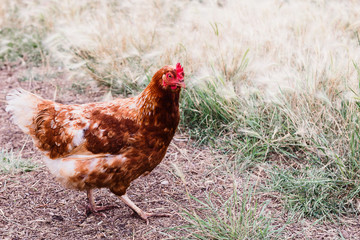 beautiful orange chicken outdoors