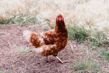 beautiful orange chicken outdoors