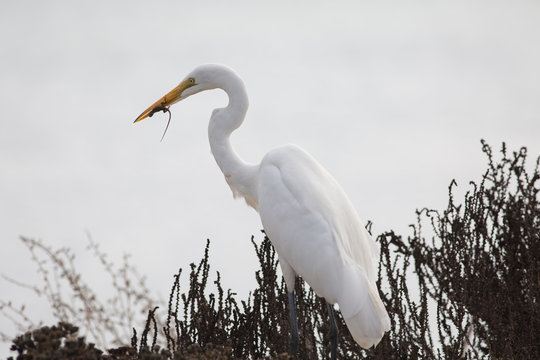 Great Egret