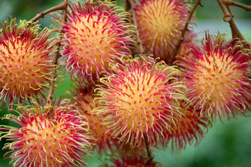 Rambutans fruits on tree branch at outdoor of orchard in Rayong, Thailand