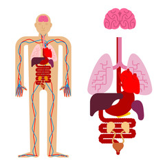Human anatomy organs Internal. Systems of man body and organs. medical systems. vector illustration