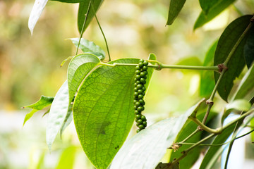 Piper nigrum or pepper on tree branch at ranch vegetable garden in Rayong, Thailand
