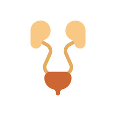 Kidney and Bladder isolated. Internal organs Human anatomy. vector illustration