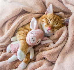 red cat lies resting paw with a pink pad soft sleep